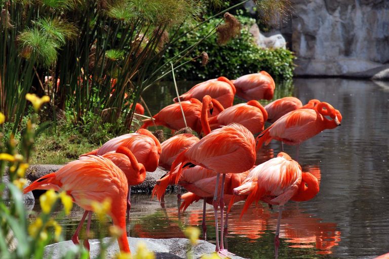 Temaikén Szafari Park: Bio Állatkert és Ökopark