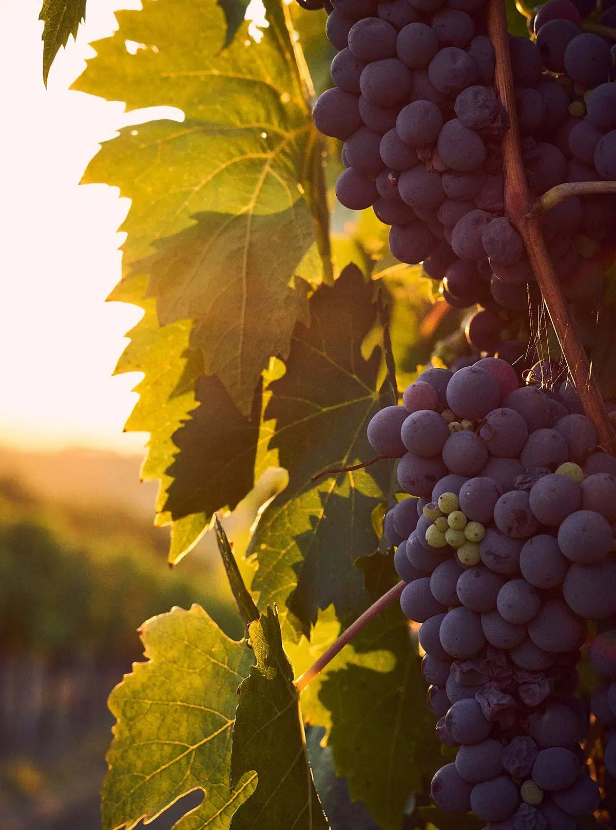 Bormunkások Napja: Melyek A Legtöbbet Termesztett Szőlőfajták Argentínában 2 Bormunkások Napja: Melyek A Legtöbbet Termesztett Szőlőfajták Argentínában
